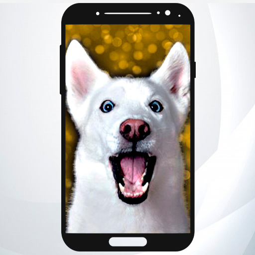 Funny Animal Wallpapers icon