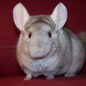 Chinchilla Wallpapers on 9Apps