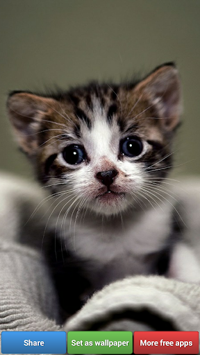 Cute Kitty Cats HD Wallpapers screenshot 8