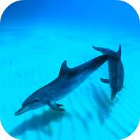 Wild Dolphins Video Wallpaper