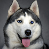 Huskies Dogs Jigsaw Puzzle icon