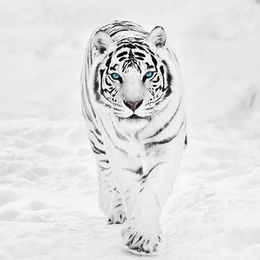 White Tiger Wallpaper Hd icon