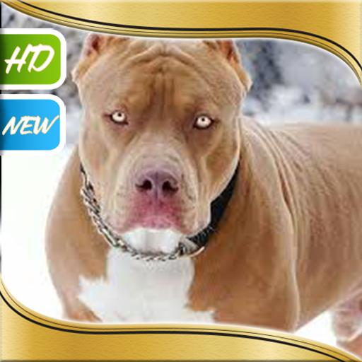 Pitbull Wallpapers icon