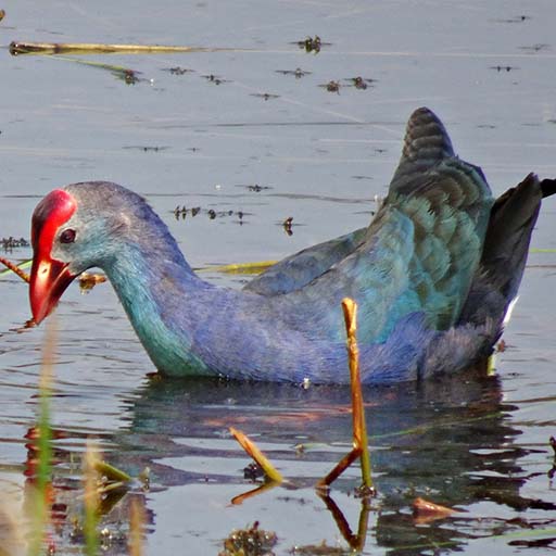 Purple Swamphen Sound icon