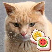 Cat match puzzle: block puzzle