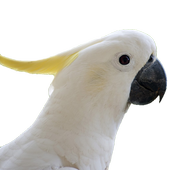 Talking Parrot icon