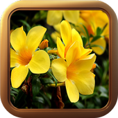 Animated Flower Theme Live Wallpaper أيقونة