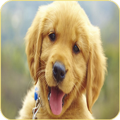 Imágenes y Fotos de Cachorros Gratis icon