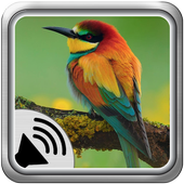 Bird Sounds Ringtones icon