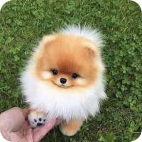 Dog wallpapers - Puppy, Pomeranian Wallpapers on 9Apps