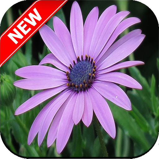 Flower Wallpaper icon