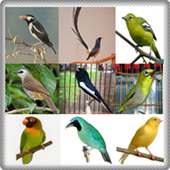 Kicau burung masteran on 9Apps
