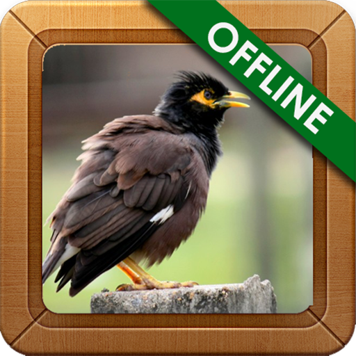 Suara Master Jalak Nias icon