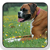 Boxer Theme - Nova/ADW/GO icon