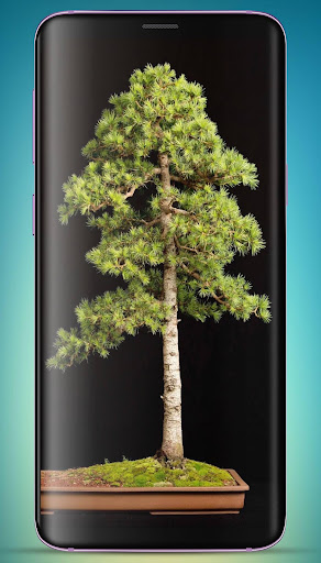 Bonsai Tree Wallpaper HD screenshot 16