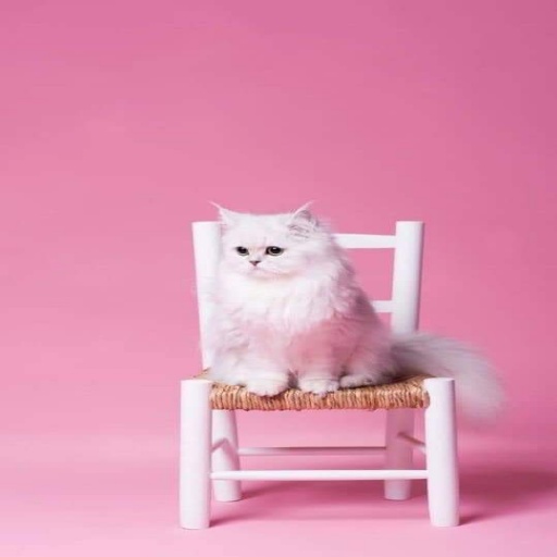 صور قطط - cat pic icon