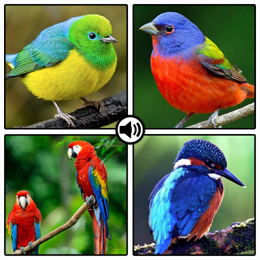 Birds sounds and pictures 2020 icon