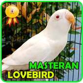 Masteran Lovebird Ngetik - Ngekek Panjang