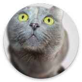 Обои с Котиками иконка