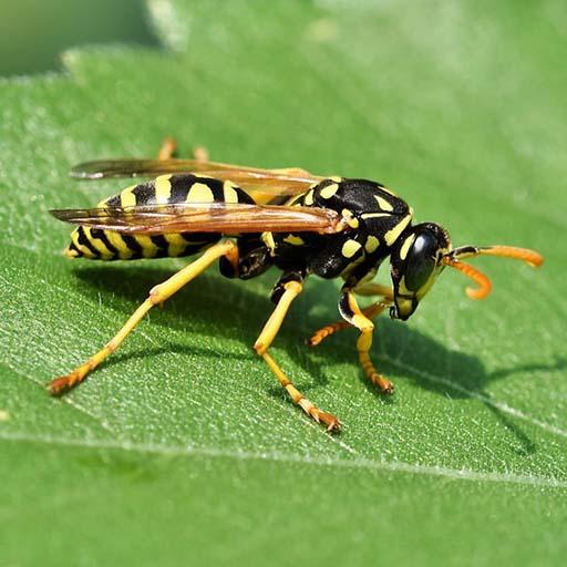 Wasp Sounds - Ringtone,Alarm &amp; Notification Sounds icon