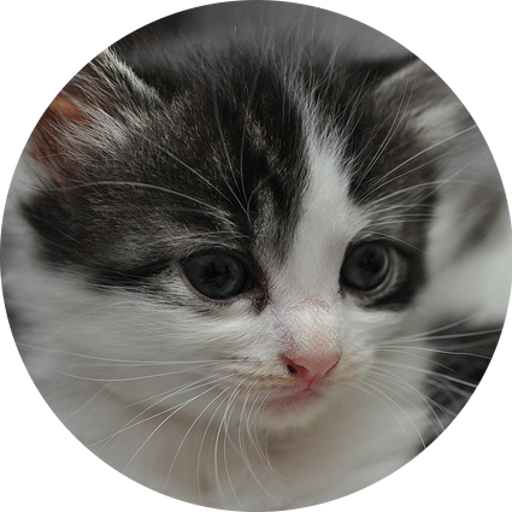 I Love Kittens Widget icon