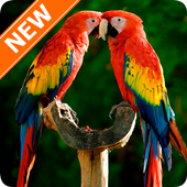 Parrot Wallpapers иконка