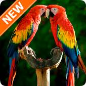 Parrot Wallpapers on 9Apps