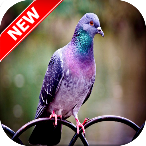 Pigeon Wallpaper icon