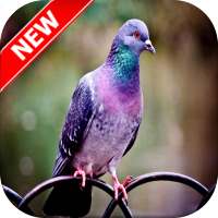 Pigeon Wallpaper on 9Apps