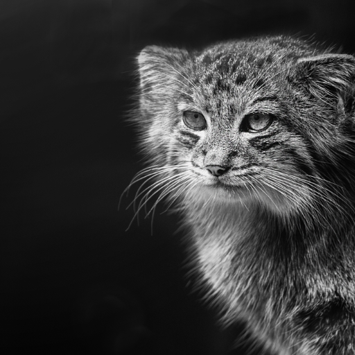Manul Wallpapers icon