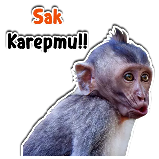 Sticker Hewan Gif WAStickerApp icon