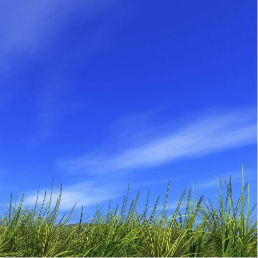 Field Wallpapers icon