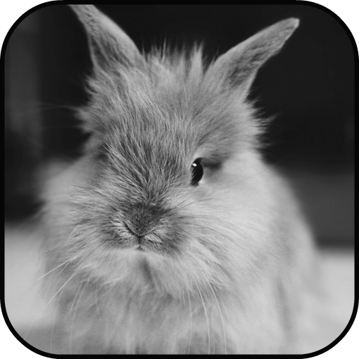 Rabbit run Lock Screen Wallpaper أيقونة