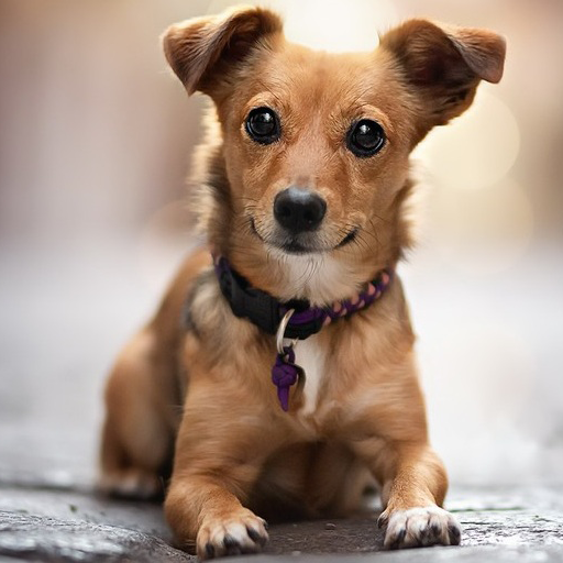 Dog Sound - dogs howling in ringtones icon