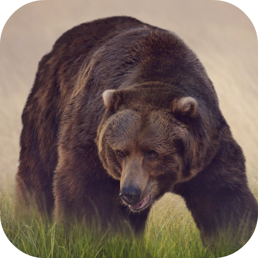 Bear Sounds icon