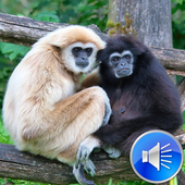 Gibbon Sounds Ringtones icon