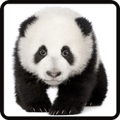 Panda Jigsaw Game icon