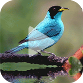 Bird Animated Wallpaper icon