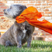 Pets Dogs Jigsaw Puzzles icon