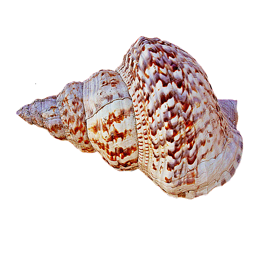 Conch Sound icon