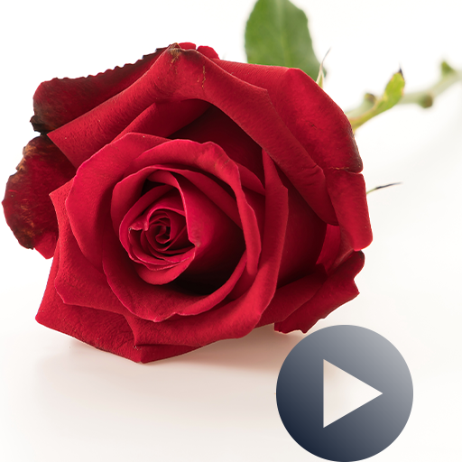 Roses Animated Stickers For WhatsApp WAStickerApps icon