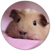 Hamster Wallpapers icon