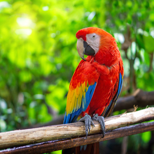 Birds And Animals Sounds Offline 2021 icon