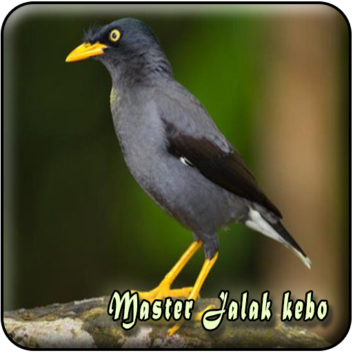 ikon Masteran Jalak Kebo Offline