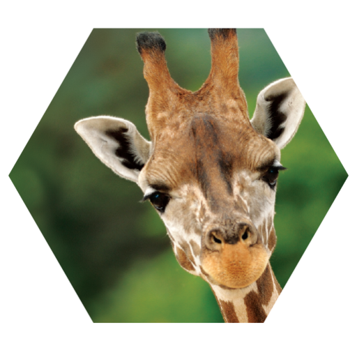 Animals of Africa icon