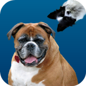 Hidden Objects HD: Cats &amp; Dogs icon