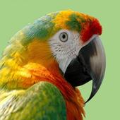 Parrot Laugh Sound icon