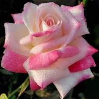 Para Mamá Rosas y Poemas