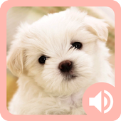Cute Animal Sounds icon