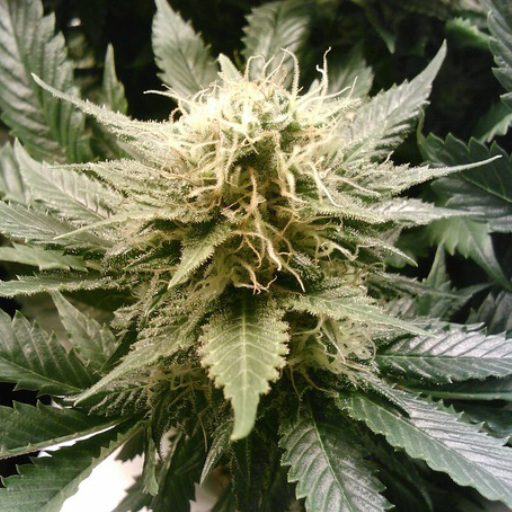 Cannabis Candy Match 3 Game icon